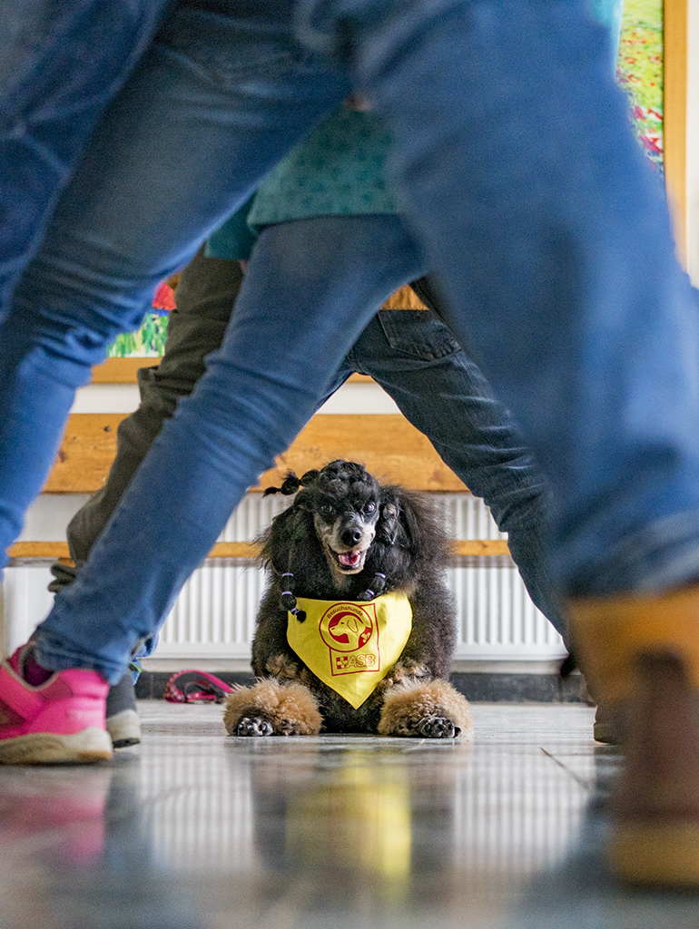 asb-mitgliedschaft-besuchshund_projektwoche.jpg